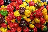 25 seeds SCOTCH BONNET PEPPER SEEDS-(Caribbean Mix) - RED,YELLOW,AND CHOCOLATE Photo, bestseller 2024-2023 new, best price $6.95 ($0.28 / Count) review