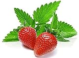 100+ Strawberry Mint Herb Seeds Non-GMO Fragrant Rare! US Grown! Photo, bestseller 2024-2023 new, best price $5.89 ($166.86 / Ounce) review