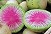 Photo 100 Radis Melon d'eau des graines de radis très unique nouveau best-seller 2024-2023