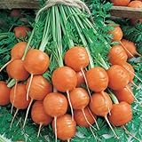 Parisian Carrot Seeds | Heirloom & Non-GMO Carrot Seeds | 250+ Vegetable Seeds for Planting Outdoor Home Gardens | Planting Instructions Included Photo, bestseller 2024-2023 new, best price $8.29 ($0.03 / Count) review