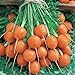 Photo Parisian Carrot Seeds | Heirloom & Non-GMO Carrot Seeds | 250+ Vegetable Seeds for Planting Outdoor Home Gardens | Planting Instructions Included new bestseller 2024-2023