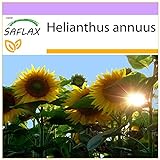 SAFLAX - Girasol Titan - 20 semillas - Helianthus annuus Foto, éxito de ventas 2024-2023 nuevo, mejor precio 3,95 € revisión