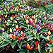 Photo Vegetable Seed Ornamental Mini Hot Pepper Seeds 50+ Bonsais Colorful Upward Pepper Seeds new bestseller 2024-2023