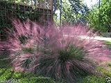 10 Pink Muhly Ornamental Grass Seeds,known as Hairawn Muhly Grass or Gulf Muhly Photo, bestseller 2024-2023 new, best price $5.50 review