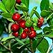 Photo 25 Strawberry Guava Seeds Psidium cattleianum Edible Fruit Tree Plant Shrub new bestseller 2024-2023
