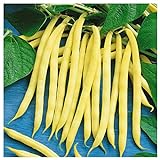 Everwilde Farms - 1/4 Lb Organic Golden Wax Yellow Bean Seeds - Gold Vault Photo, bestseller 2024-2023 new, best price $7.96 review