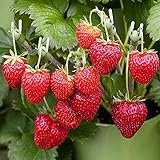 (2000 Seeds)Perpetual Strawberry Four Seasons Strawberry Seeds for Planting04 Photo, bestseller 2024-2023 new, best price $9.99 ($0.00 / Count) review