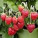 Photo (2000 Seeds)Perpetual Strawberry Four Seasons Strawberry Seeds for Planting04 new bestseller 2024-2023