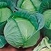 Photo Late Flat Dutch Cabbage Seeds (60+ Seed Package) new bestseller 2024-2023