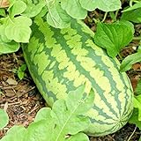 Congo Watermelon Seeds XXL Extra Sweet Non-GMO Organic Huge 30-50Lbs Garden rsc2a1r (25+ Seeds) Photo, bestseller 2024-2023 new, best price $8.72 review