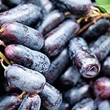 P12cheng Samenpflanze 1 Beutel Traubenkerne GMO Prolific Black Rich Vitamins Fruit Seeds for Garden - Traubenkerne Foto, Bestseller 2024-2023 neu, bester Preis 13,26 € Rezension