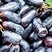 Foto 200 Stück schwarze Traubenkerne zum Anpflanzen, gentechnikfreie Traubenbaumsamen für die Gartensaat im Freien neu Bestseller 2024-2023