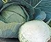 Photo Stone Head Hybrid Cabbage Seeds new bestseller 2024-2023