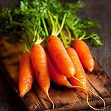 David's Garden Seeds Carrot Little Finger 1116 (Orange) 200 Non-GMO, Heirloom Seeds Photo, bestseller 2024-2023 new, best price $3.45 review