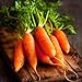Photo David's Garden Seeds Carrot Little Finger 1116 (Orange) 200 Non-GMO, Heirloom Seeds new bestseller 2024-2023