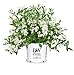 Photo Proven Winners - Deutzia Yuki Snowflake (Yuki Snowflake Deutzia) Shrub, white flowers, #3 - Size Container new bestseller 2024-2023