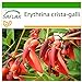 Foto SAFLAX - Árbol del coral - 6 semillas - Con sustrato estéril para cultivo - Erythrina crista galli nuevo éxito de ventas 2024-2023