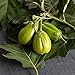 Photo David's Garden Seeds Eggplant Comprido Verde Claro 4222 (Green) 25 Non-GMO, Open Pollinated Seeds new bestseller 2024-2023
