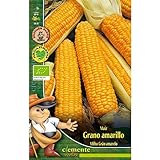 Semillas ecológicas de Maiz Grano Amarillo Foto, éxito de ventas 2024-2023 nuevo, mejor precio 4,42 € revisión