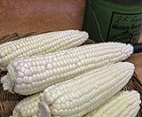 Corn, STOWELL'S Evergreen White Corn, Heirloom,20 Seeds, Delicious White Sweet Corn Photo, bestseller 2024-2023 new, best price $1.99 review