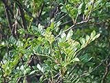 Szechuanpfeffer Zanthoxylum schinifolium Pflanze 15-20cm Japanischer Pfeffer Foto, Bestseller 2024-2023 neu, bester Preis 24,90 € (24,90 € / stück) Rezension