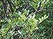 Foto Szechuanpfeffer Zanthoxylum schinifolium Pflanze 15-20cm Japanischer Pfeffer neu Bestseller 2024-2023