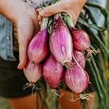 Long Red Florence Onion - 50 Seeds - Heirloom & Open-Pollinated Variety, Non-GMO Vegetable Seeds for Planting Outdoors in The Home Garden, Thresh Seed Company Photo, bestseller 2024-2023 new, best price $7.99 ($0.16 / Count) review