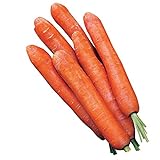 Burpee Nantes Half Long Carrot Seeds 3000 seeds Photo, bestseller 2024-2023 new, best price $8.49 review