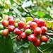 Foto Granos de café Semillas, 1 bolsa de frijol de semilla perenne natural con Productivo de semillas de árboles de café para el jardín nuevo éxito de ventas 2024-2023