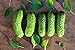 Photo Boston Pickling Cucumber Seeds - Non-GMO - 3 Grams new bestseller 2024-2023