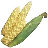 Burpee Early Sunglow Hybrid (SU) Corn Seeds 200 seeds Photo, bestseller 2024-2023 new, best price $6.05 ($0.03 / Count) review