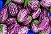 Photo Fairy Tale F1 Eggplant Seeds - Non-GMO - 10 Seeds new bestseller 2024-2023
