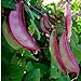 Photo 10+ Hyacinth Bean Asia Hyacinth Bean Seeds Purple Flower Lablab purpureus Vegetable Non-GMO new bestseller 2024-2023