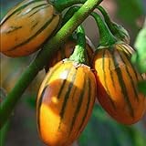 50 graines / pack jardin des plantes de bricolage, Solanum aethiopicum africaine Aubergine Vegetable Seeds Photo, best-seller 2024-2023 nouveau, meilleur prix 4,99 € examen