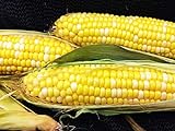Early Sunglow Hybrid (su) Corn Seeds - Non-GMO Photo, bestseller 2024-2023 new, best price $6.99 ($9.99 / Ounce) review