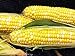 Photo Early Sunglow Hybrid (su) Corn Seeds - Non-GMO new bestseller 2024-2023