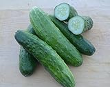 Cucumber Seeds- Straight Eight Heirloom- 100+ Seeds Photo, bestseller 2024-2023 new, best price $4.29 review