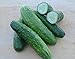 Photo Cucumber Seeds- Straight Eight Heirloom- 100+ Seeds new bestseller 2024-2023