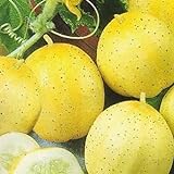 Pepino - Limón - 20 semillas [fácil de cultivar] Foto, éxito de ventas 2024-2023 nuevo, mejor precio 3,16 € revisión