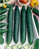 Burpless #26 Hybrid Cucumber Seeds - Cucumis Sativus - 0.5 Grams - Approx 18 Gardening Seeds - Vegetable Garden Seed Photo, bestseller 2024-2023 new, best price $2.99 review
