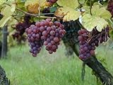 5 Samen von Vitis vinifera Gewurtztraminer WEIN Traubenkernen Foto, Bestseller 2024-2023 neu, bester Preis 14,99 € Rezension