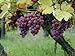 Foto 5 Samen von Vitis vinifera Gewurtztraminer WEIN Traubenkernen neu Bestseller 2024-2023