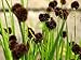 Photo Juncus Ensifolius - (10 Seeds) Dwarf Rush,Ornamental Grass, Swordleaf Rush. new bestseller 2024-2023