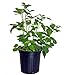Photo Rubus 'Heritage' (Raspberry) Edible-Shrub, red raspberry, #2 - Size Container new bestseller 2024-2023