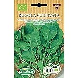 Germisem Orgánica Rucola Cultivata Semillas de Rúcula 6 g Foto, éxito de ventas 2024-2023 nuevo, mejor precio 3,99 € revisión
