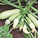 Foto Bianca di Trieste Zucchini Samen für ca. 10 Pflanzen - helle Früchte, ertragreich neu Bestseller 2024-2023