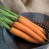 David's Garden Seeds Carrot Yaya 9921 (Orange) 200 Non-GMO, Hybrid Seeds Photo, bestseller 2024-2023 new, best price $3.95 review