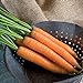 Photo David's Garden Seeds Carrot Yaya 9921 (Orange) 200 Non-GMO, Hybrid Seeds new bestseller 2024-2023