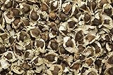 Moringa oleifera - 20 semillas - ¡rábano picante! Foto, éxito de ventas 2024-2023 nuevo, mejor precio 9,95 € revisión