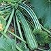 Foto Striato d`Italia Zucchini Samen für ca. 10 Pflanzen - gestreifte Früchte, guter Ertrag neu Bestseller 2024-2023